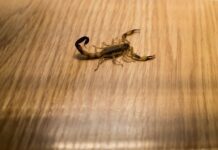 What Attracts A Scorpion In Your House? Scorpion In Your House