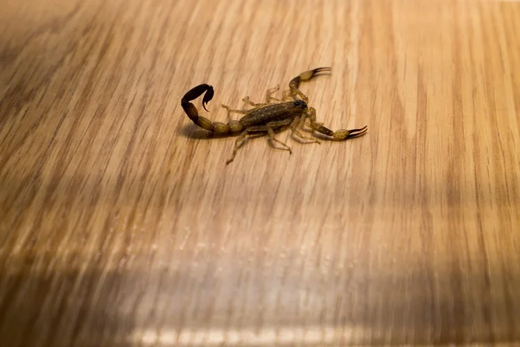 Scorpion In Your House Scorpion In Your House